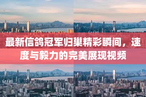 最新信鴿冠軍歸巢精彩瞬間，速度與毅力的完美展現(xiàn)視頻