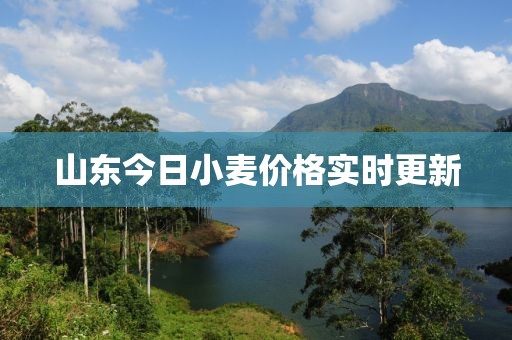 山東今日小麥價格實時更新
