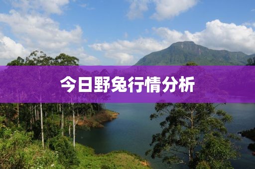 今日野兔行情分析