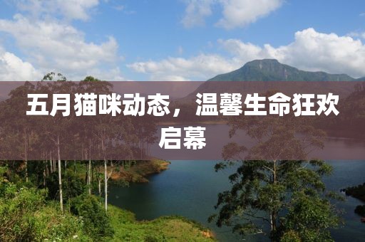 五月貓咪動態(tài)，溫馨生命狂歡啟幕