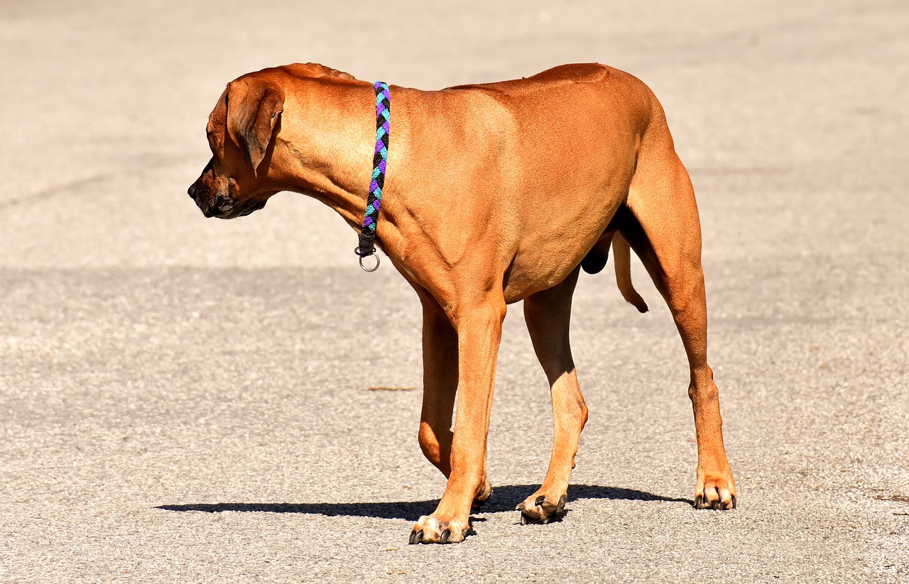 SU的多維含義與影響探索