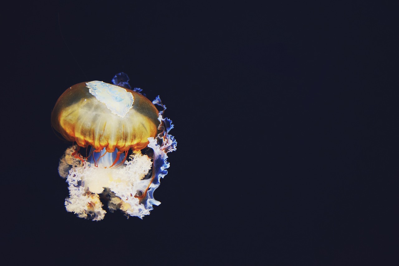 海蜇，海洋瑰寶與餐桌佳肴的魅力展現(xiàn)
