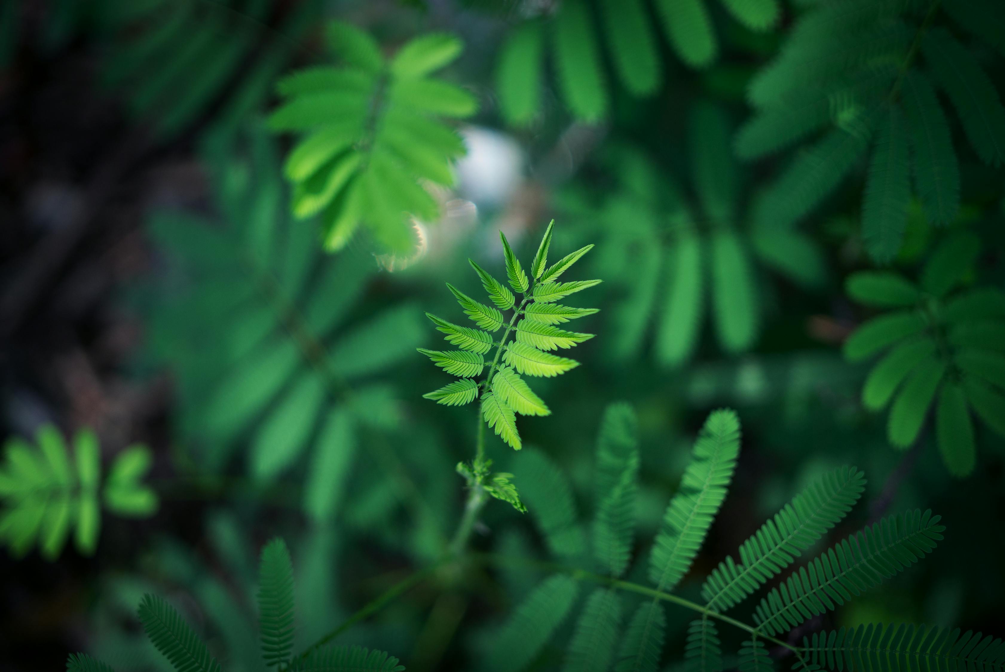 三伏天的炙熱挑戰(zhàn)與應(yīng)對策略