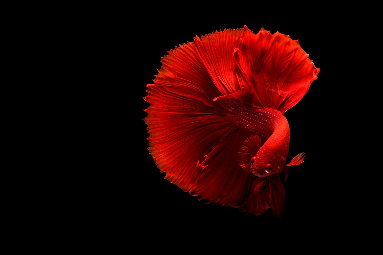 斗魚(yú)，直播風(fēng)潮中的璀璨新星