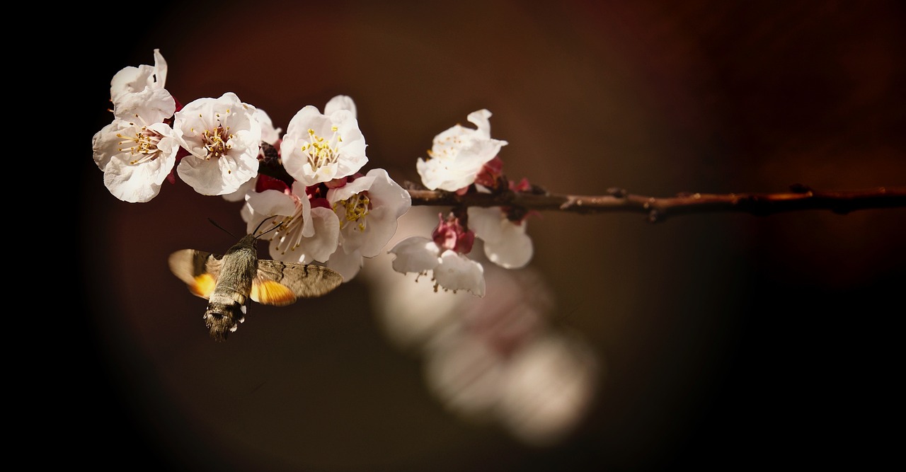 重陽節(jié)，傳統(tǒng)與現(xiàn)代交融的紀(jì)念時(shí)刻