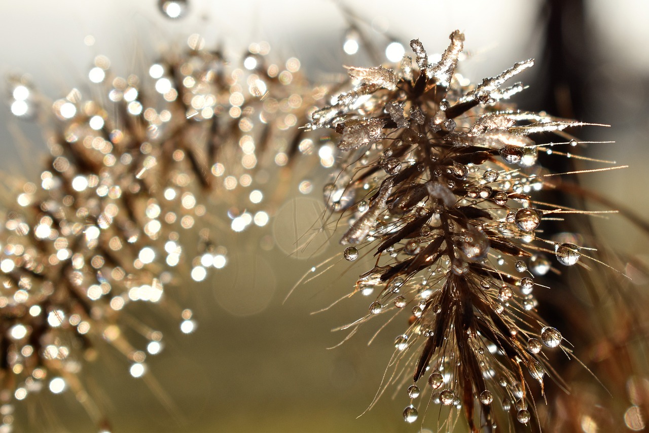 寒露時節(jié)，秋意濃重露凝寒