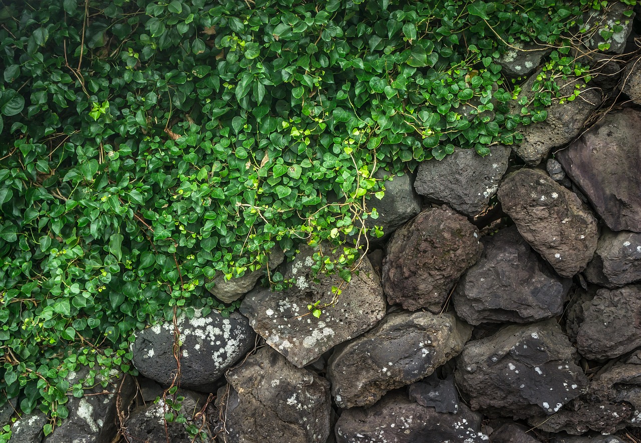 三伏天的魅力與挑戰(zhàn)，獨(dú)特氣候下的體驗(yàn)與應(yīng)對(duì)