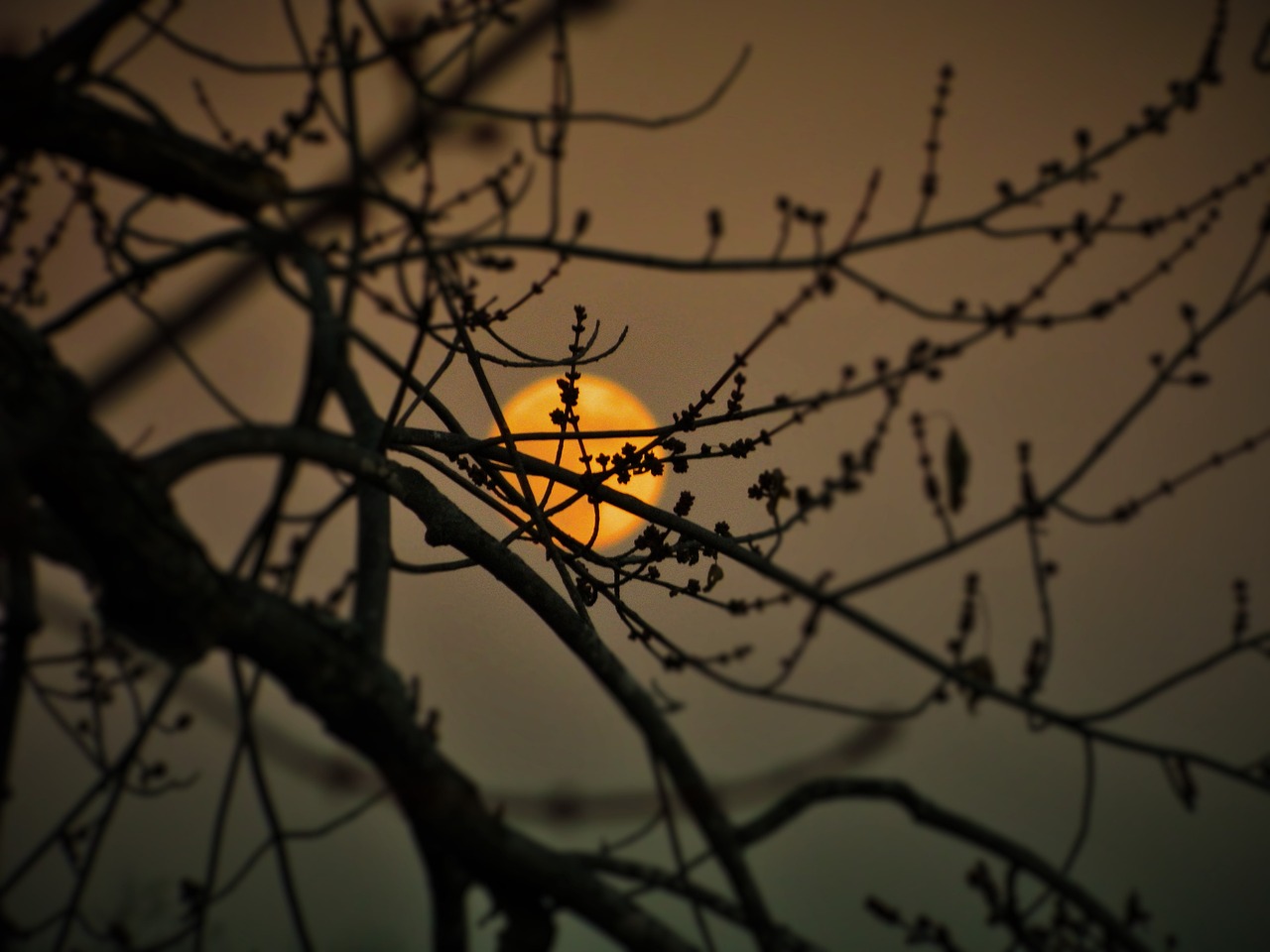 斗魚，直播界的璀璨新星崛起