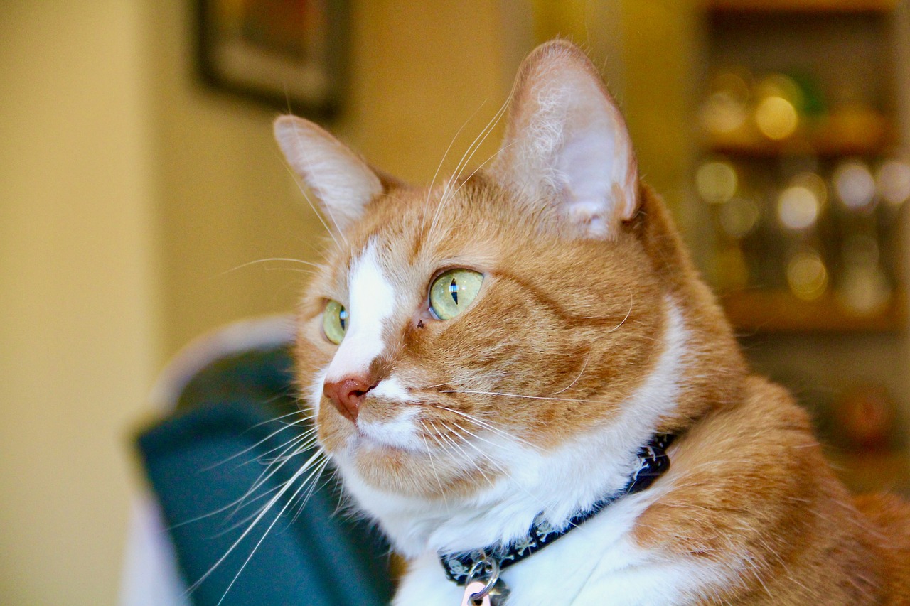 2024新澳精準(zhǔn)資料免費(fèi)提供下載,笑貓日記最新,運(yùn)動(dòng)版40.40.47