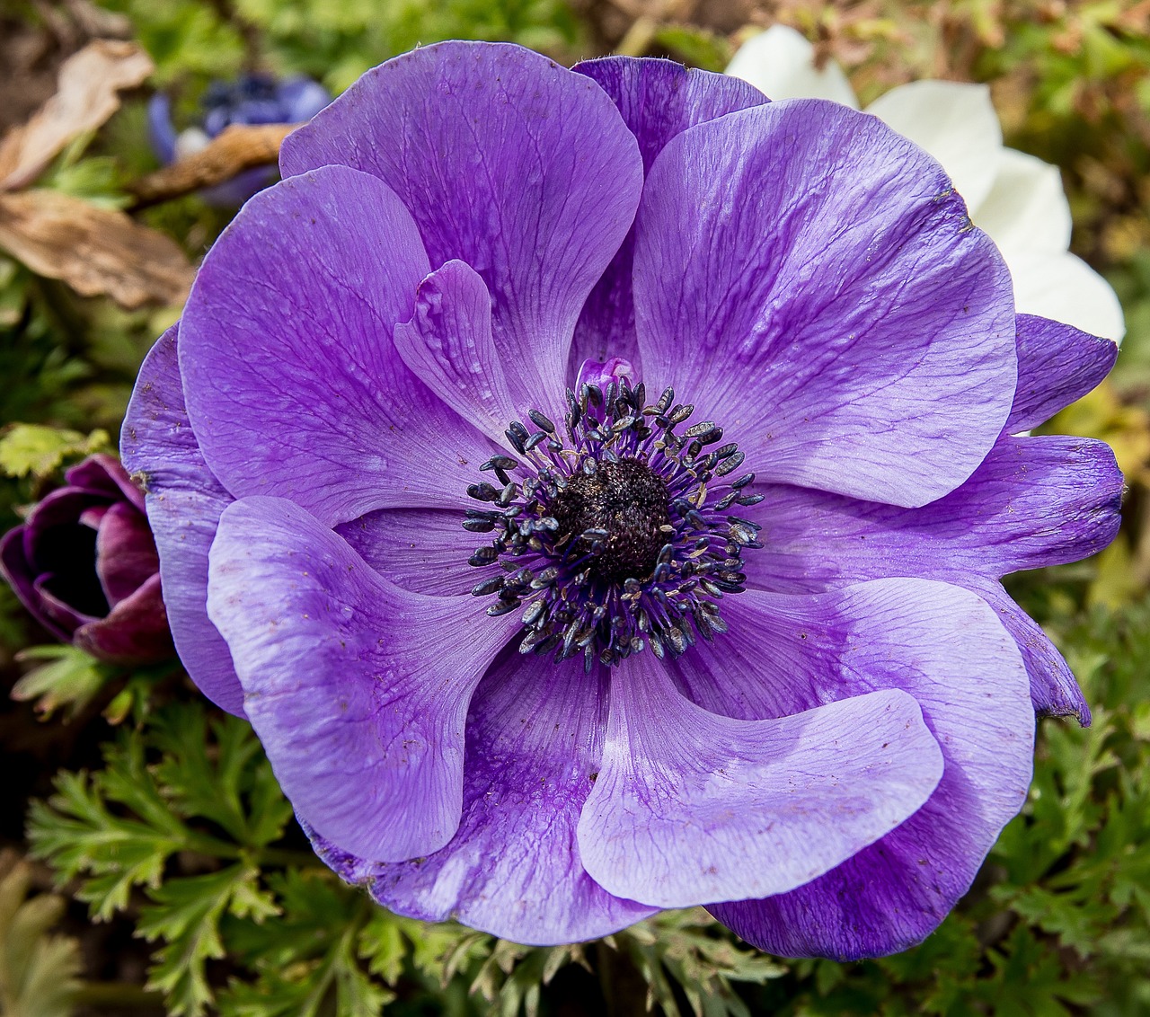 南海風云花花世界2安卓最新版本,南海風云花花世界2安卓最新版本游戲介紹與體驗分享