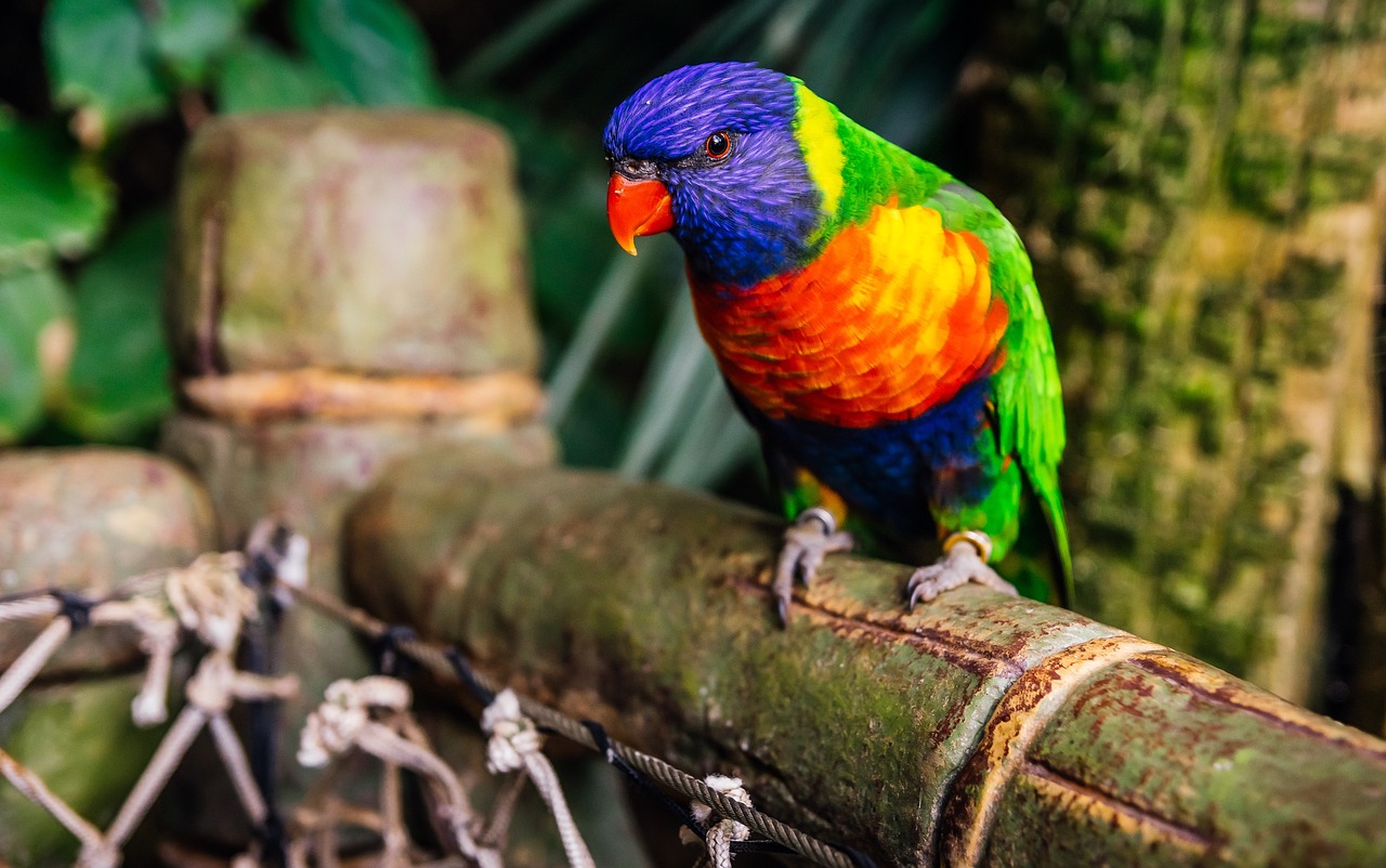 2024年新澳門天天彩開彩結果_動態(tài)解讀分析_愉悅版VAS71.58.71