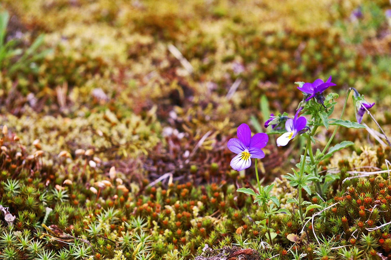 新澳門(mén)天天資料-綠色屏障:全方位植物保護(hù)策略與實(shí)踐