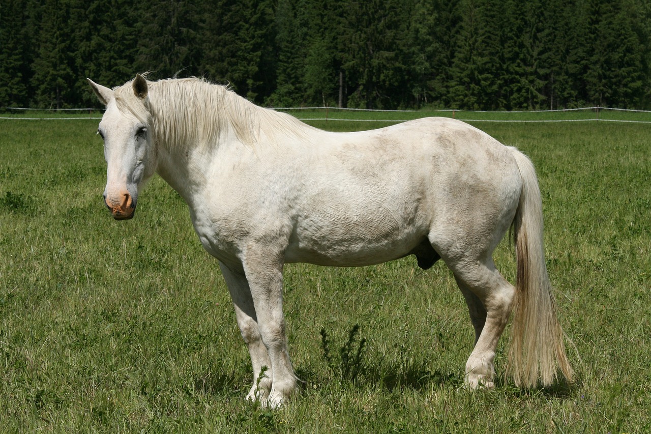 2024澳門馬今晚開獎記錄_莘雪林簡介_資源版QEW85.52.79