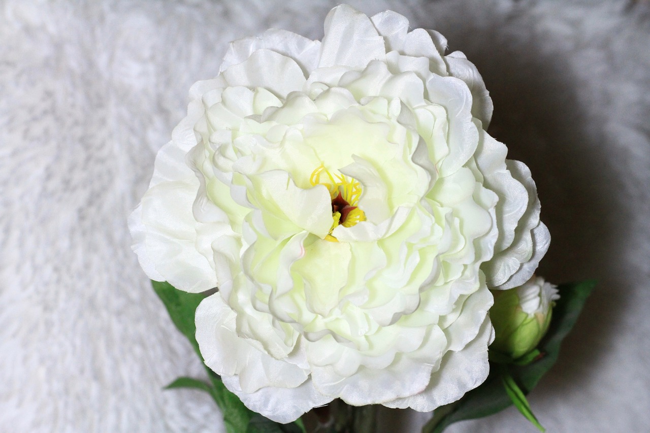 肥鄉(xiāng)房子最新動(dòng)態(tài)更新，最新房產(chǎn)消息速遞