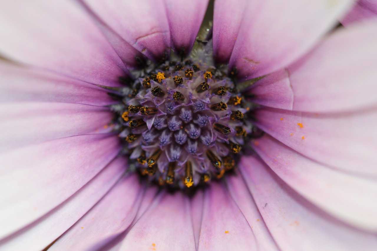 順治通寶寶泉最新價格動態(tài)更新