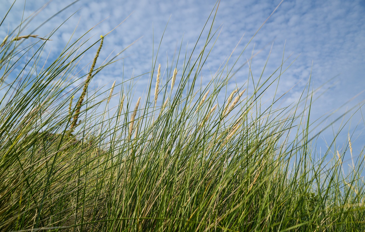 蒼山蒜苔價(jià)格行情最新更新