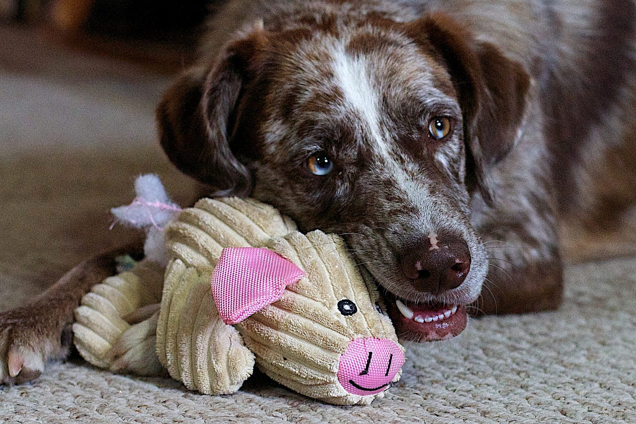 動漫狗圖片大全，可愛萌犬瞬間俘獲你的心！