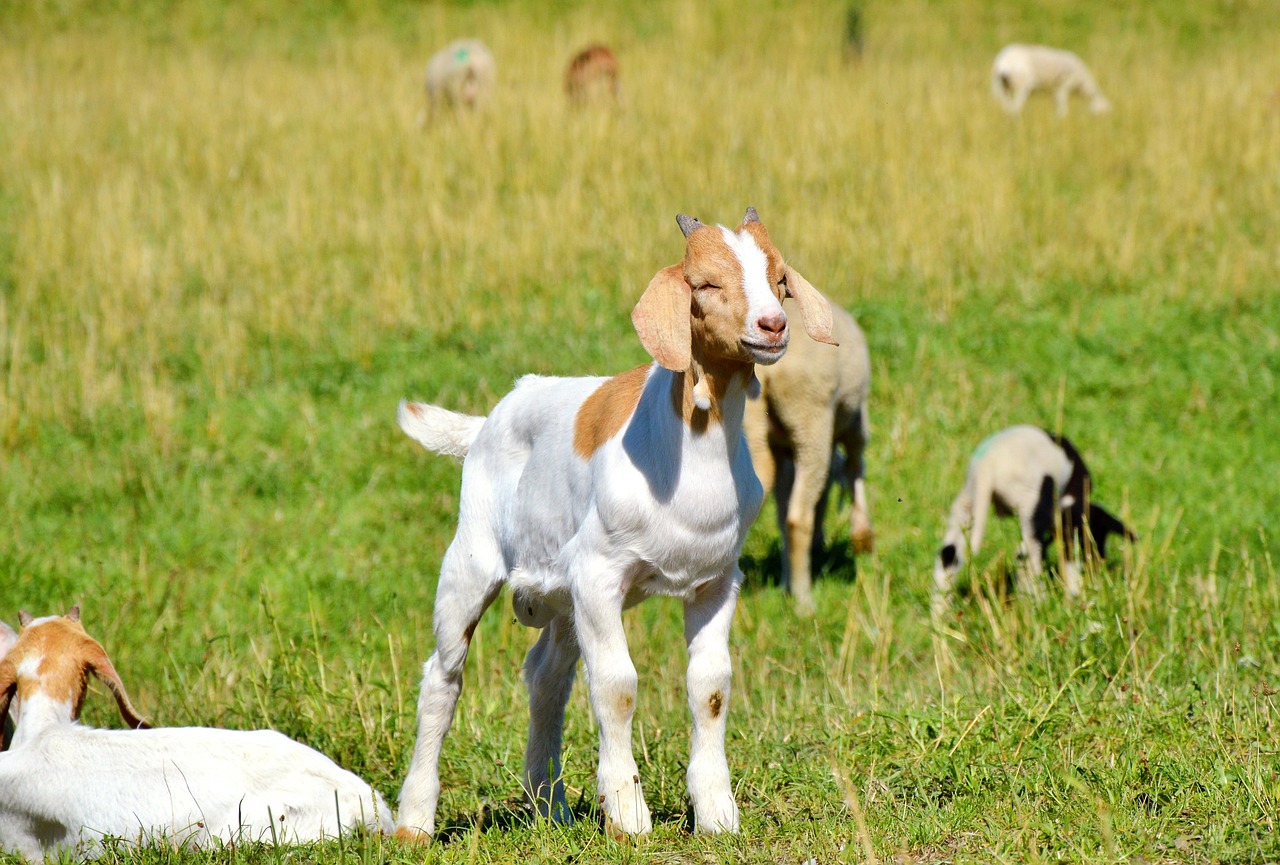 山羊養(yǎng)殖新動態(tài)，探索未來畜牧業(yè)的新機遇與潛力