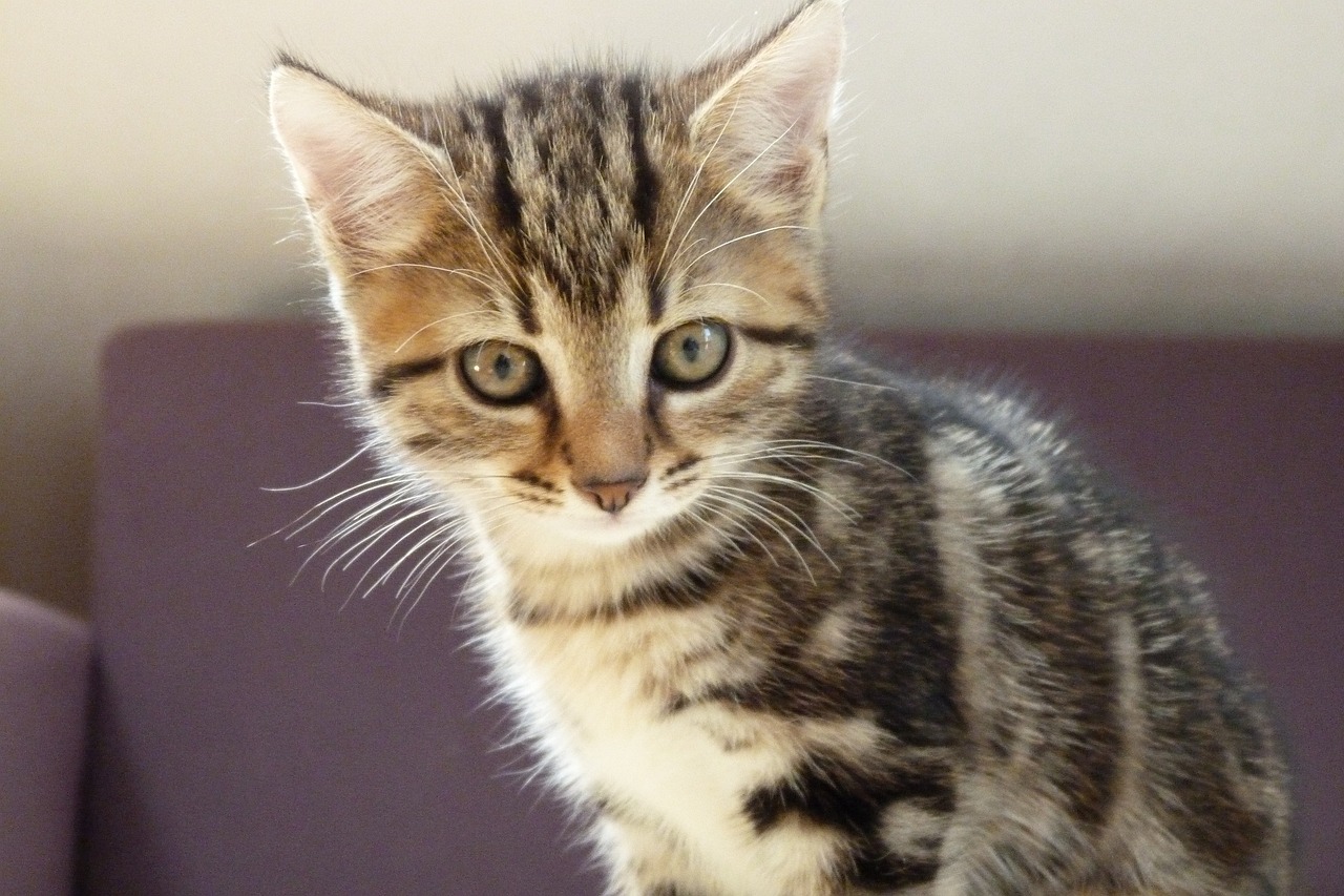 最新貓網(wǎng)站，探索貓咪世界的精彩之旅