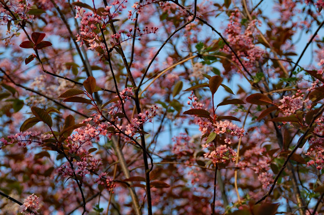 無錫梅花展覽，綻放的春天之美